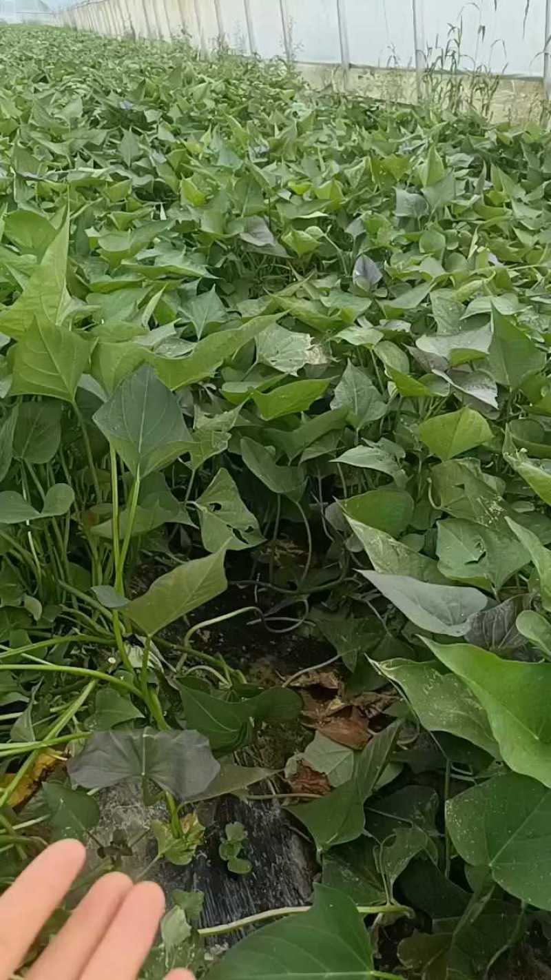 西瓜红脱毒扩繁，随时可出货！