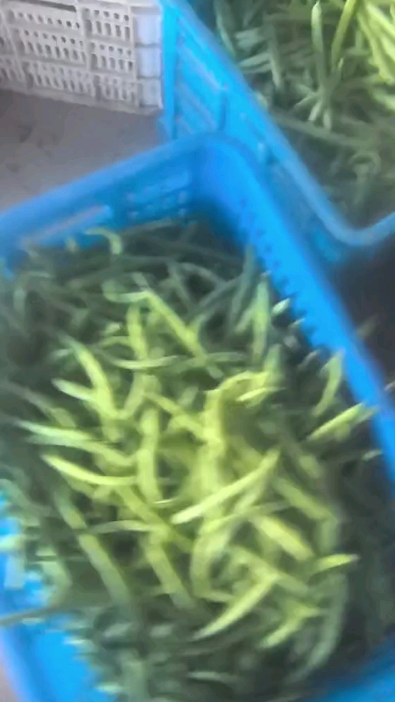 四季豆