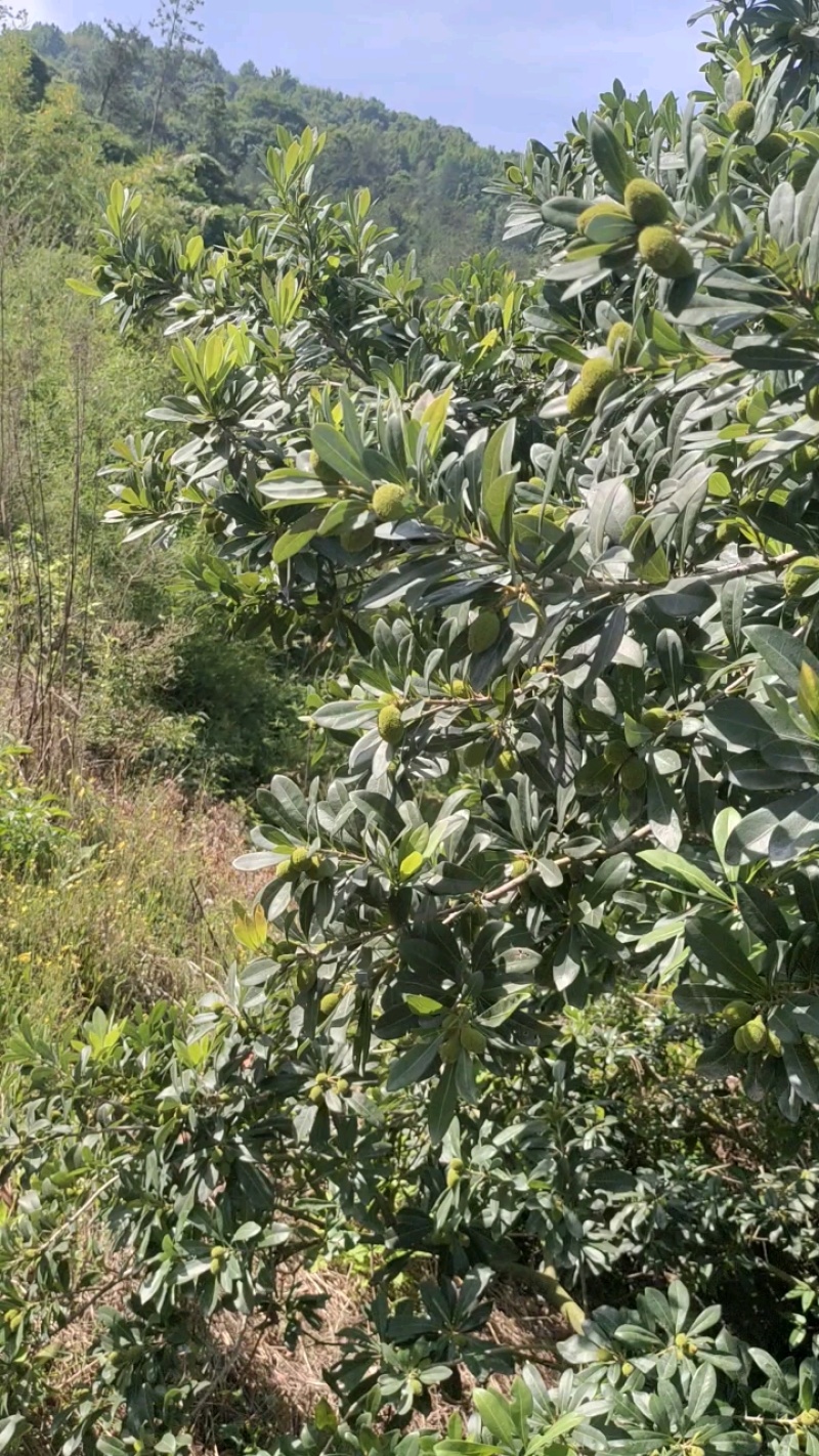仙居东魁杨梅
