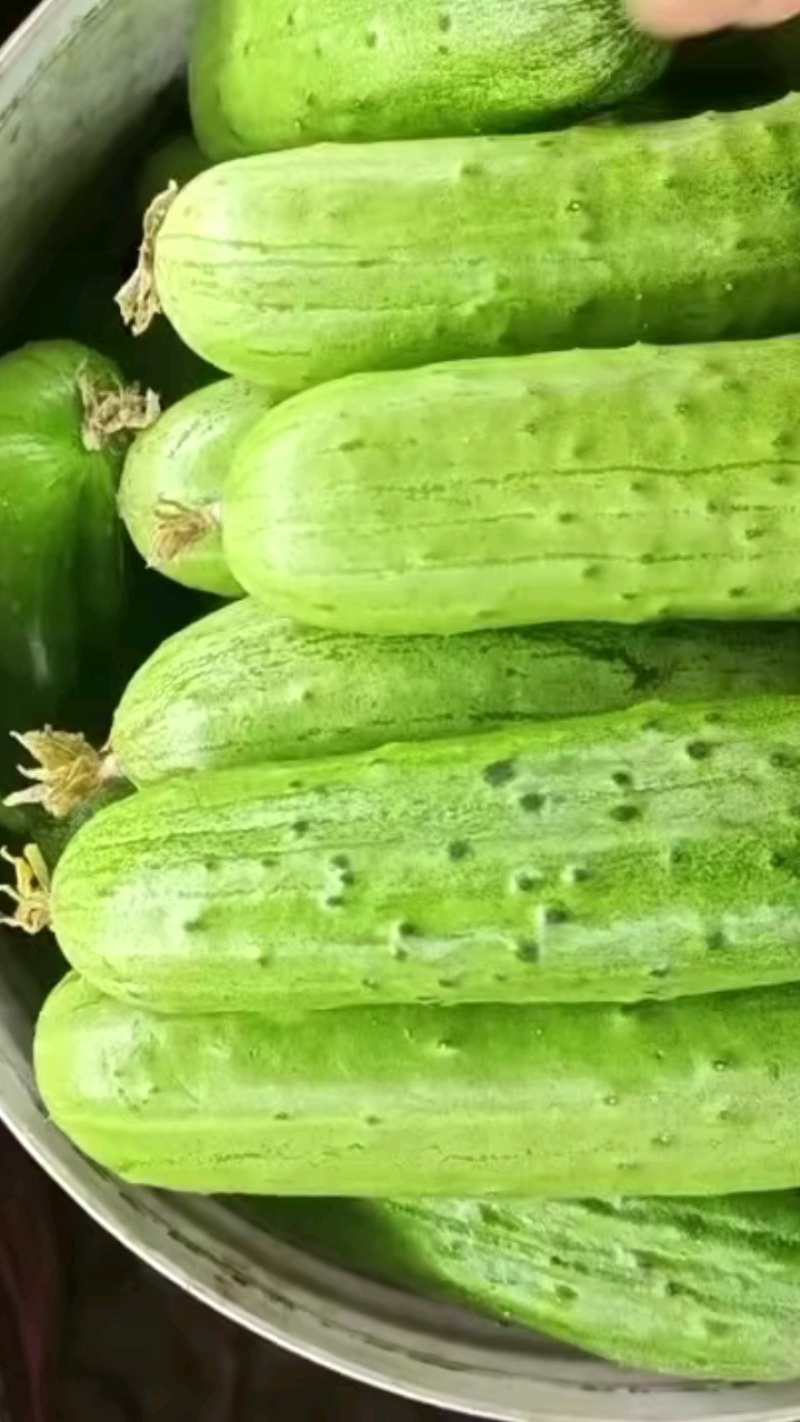 水果黄瓜，本地黄瓜，大量供应，支持视频看货，欢迎订购！