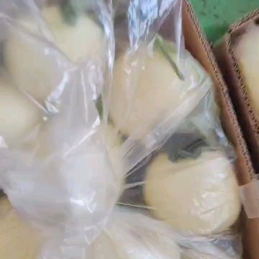 精品小甜瓜，白莎密万亩产地直销，大量现货供应