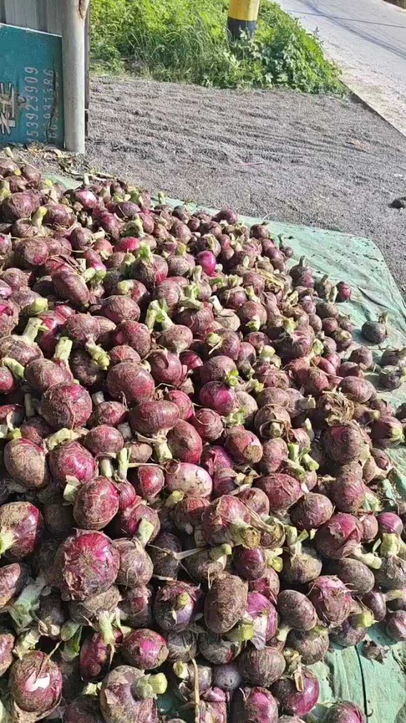 山东紫皮洋葱洋葱大量上市供应各大市场电商欢迎咨询