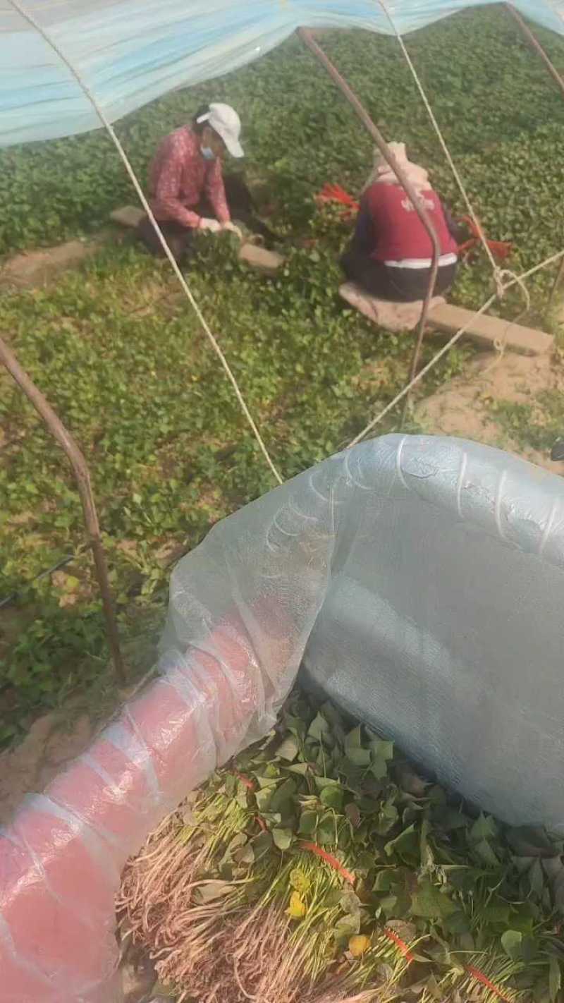西瓜红红薯苗，蜜薯苗，心香，29板栗薯苗，高端品种红薯苗