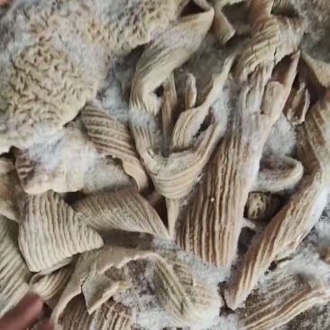 精品牛大肠，纯干货，开片去油。