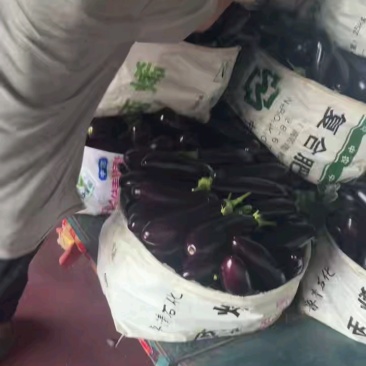 精品紫茄子山东寿光长茄批发一条龙服务量大从优欢迎采购联系