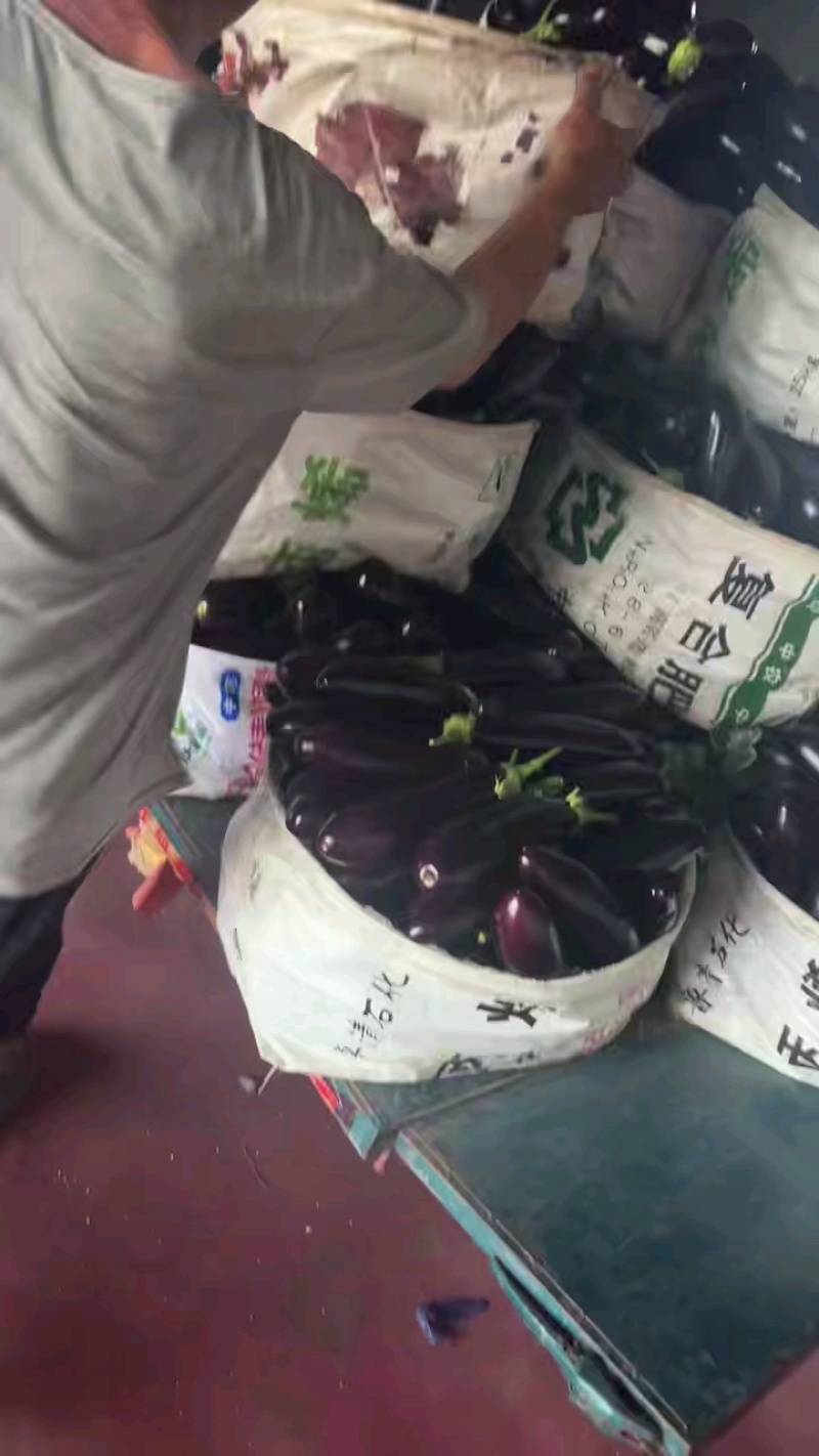 精品紫茄子山东寿光长茄批发一条龙服务量大从优欢迎采购联系
