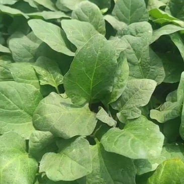 河北邯郸热销圆茄苗长茄苗烧烤茄罐茄苗基地直供