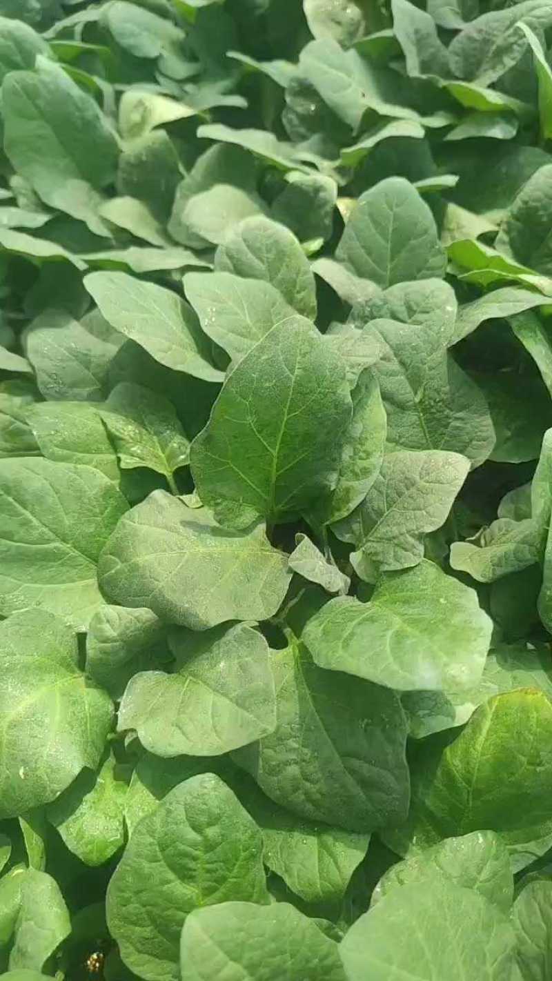 河北邯郸热销圆茄苗长茄苗烧烤茄罐茄苗基地直供