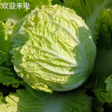 河北保定阳春白菜大量上市产地直发欢迎来电咨询