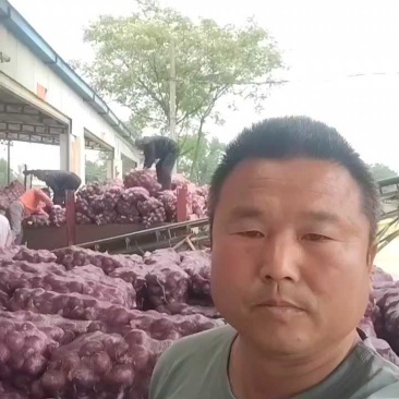 紫红洋葱，基地货，量大质优出货量稳定，欢迎各位老板来选购