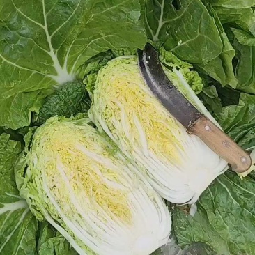河南黄心大白菜大量上市，产地直发，支持视频看货，货发全国