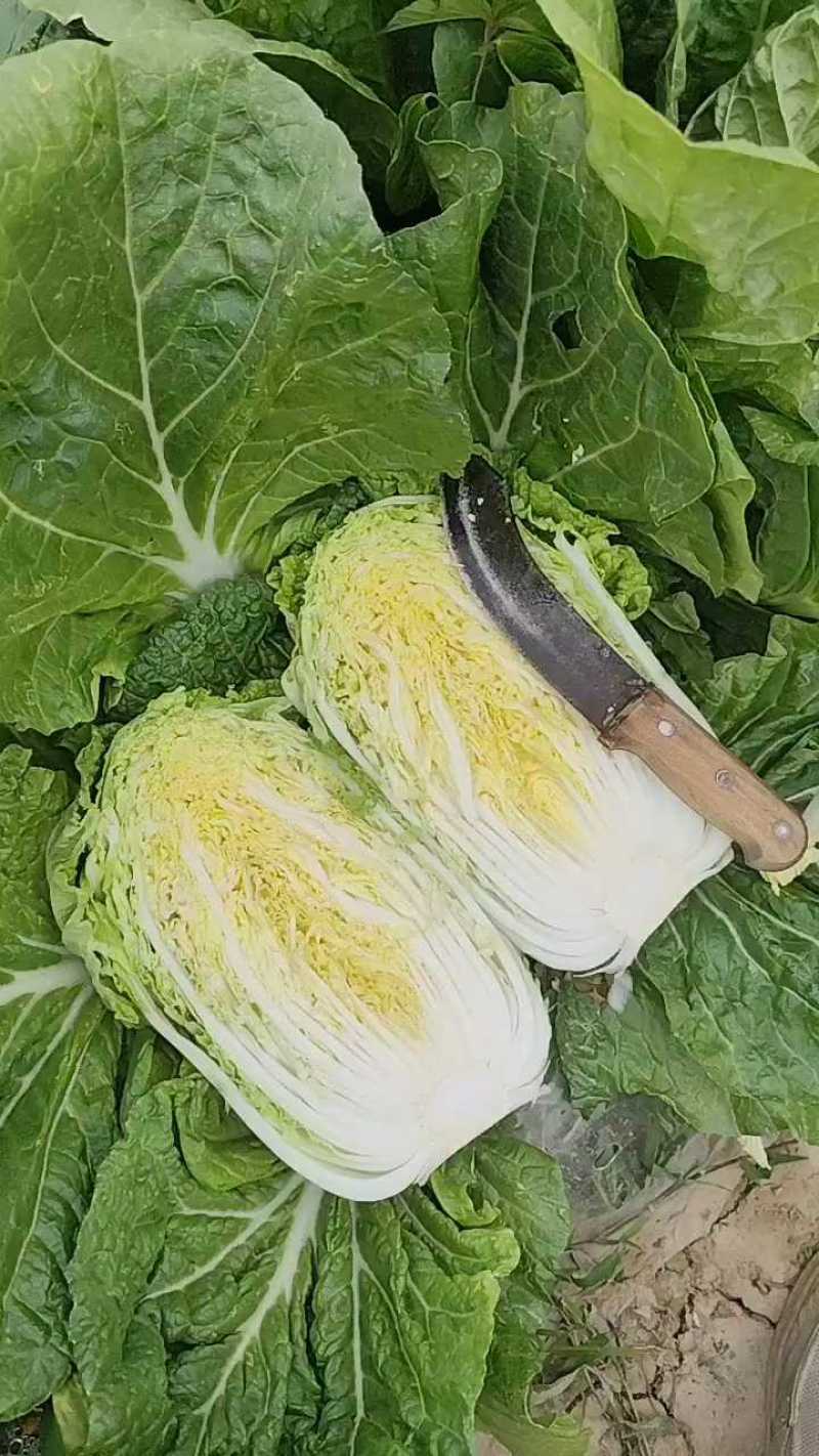河南黄心大白菜大量上市，产地直发，支持视频看货，货发全国