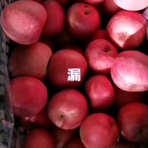 富士漏有货，求购大富士1.7-2元！