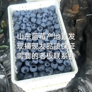 山东莒县蓝莓L11F6大量上市果大香甜，产地直发