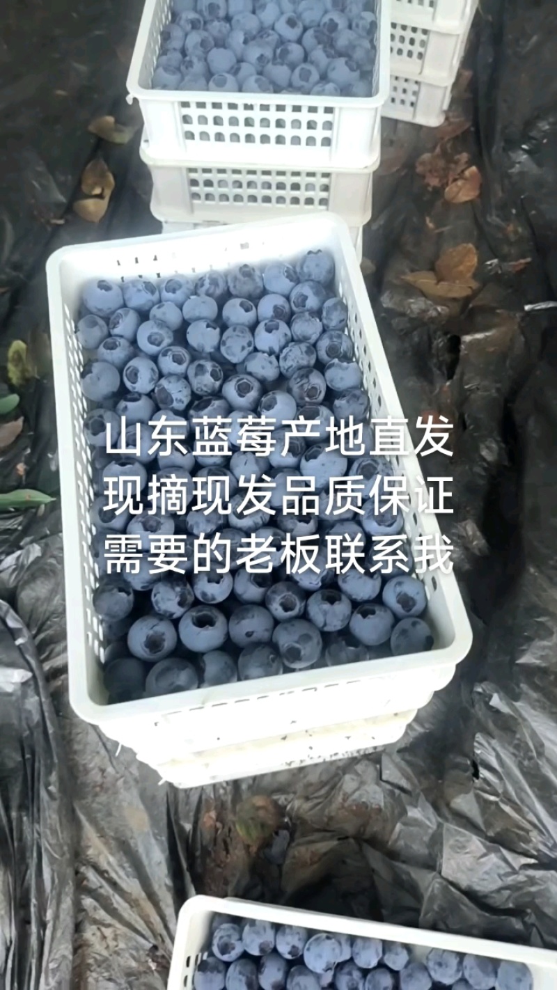 山东莒县蓝莓L11F6大量上市果大香甜，产地直发