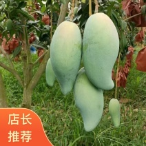 云南保山隆阳区金煌芒大量上市潞江坝核心产区量大从优