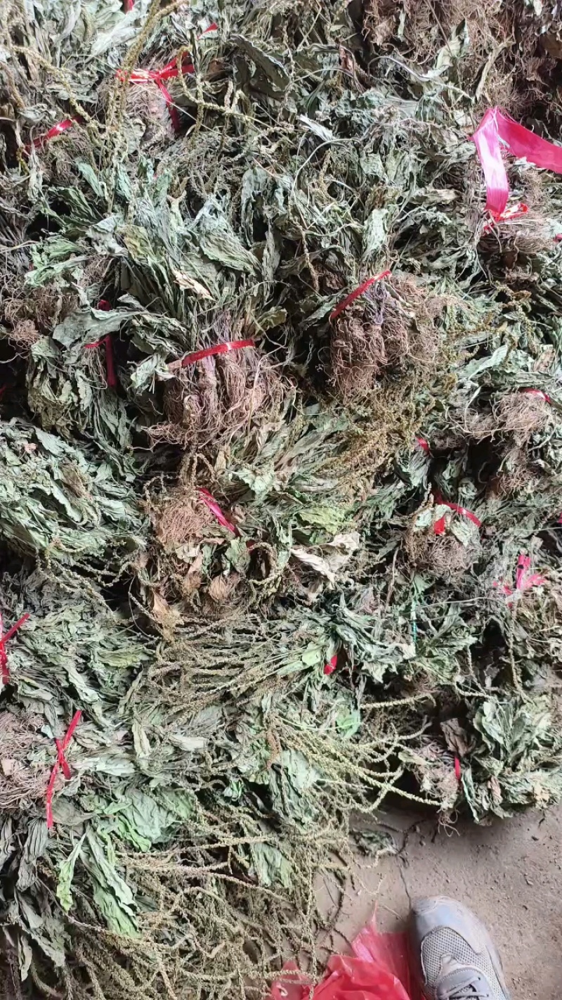 车前草，产地大量供应