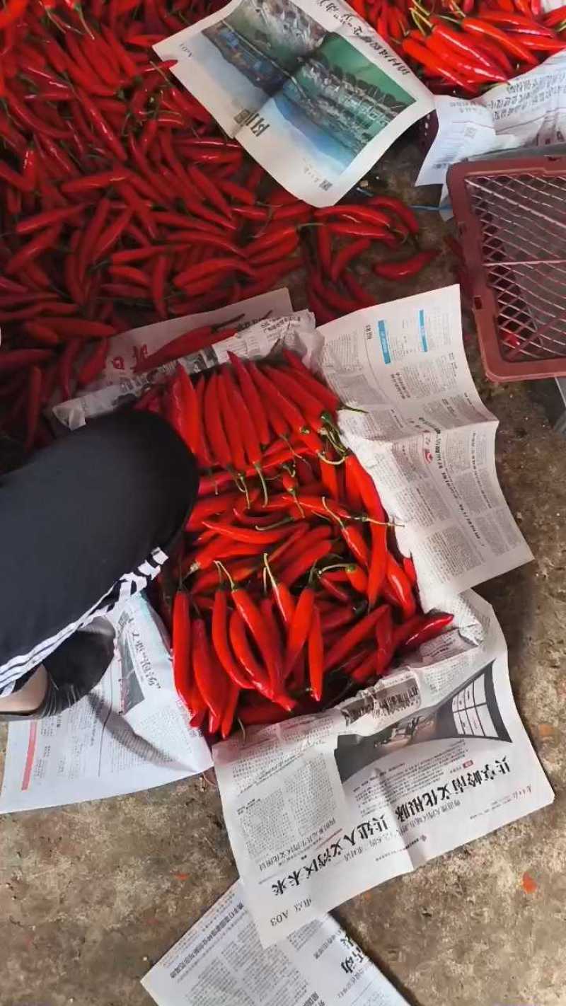 海花红美人椒10-15ccm硬皮地头价，要整车留言我