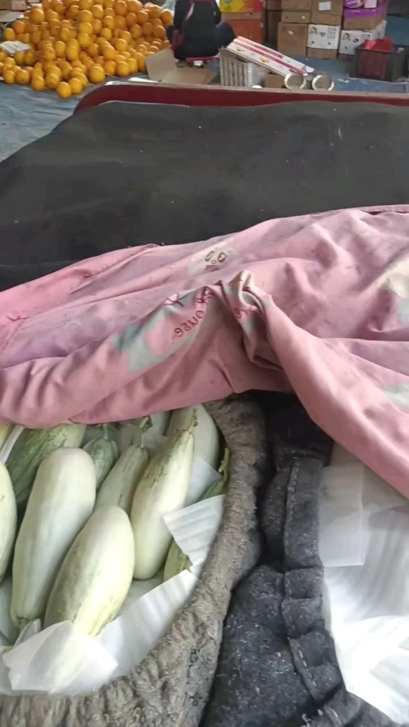 山东莘县产区博洋61上市中嚷口好口味嘎嘎甜，皮薄肉厚多汁