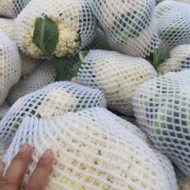 河南开封花菜/精品松花菜/白面青梗/菜花/量大便宜