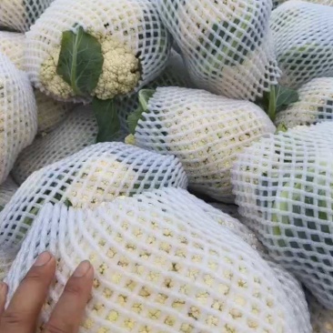 河南开封花菜/精品松花菜/白面青梗/菜花/量大便宜