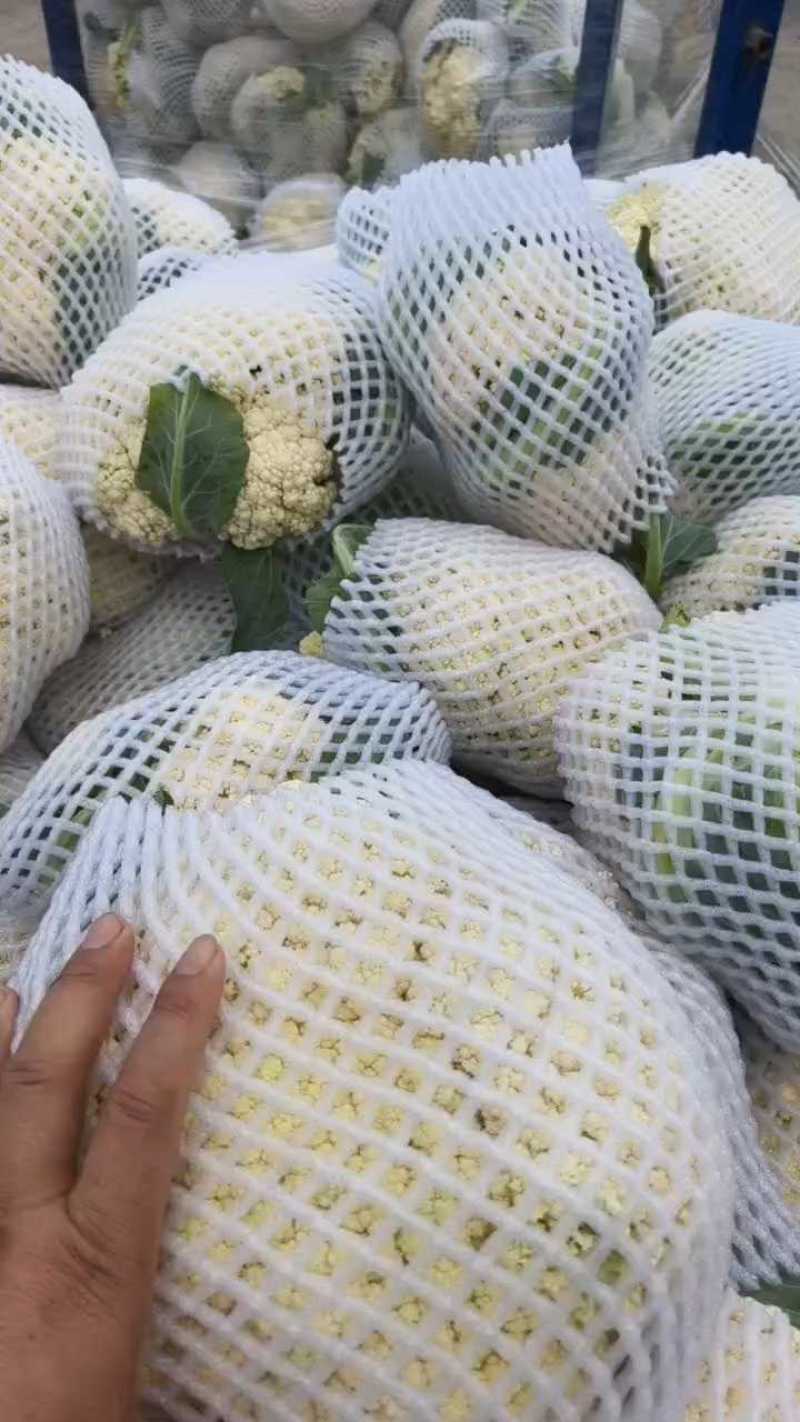 河南开封花菜/精品松花菜/白面青梗/菜花/量大便宜