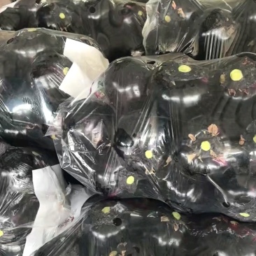 紫光圆茄大量上市都是地头直采保证新鲜