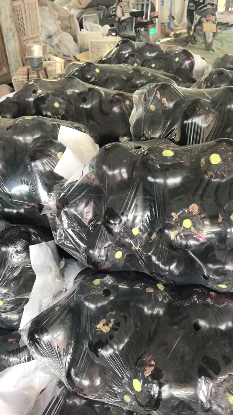 紫光圆茄大量上市都是地头直采保证新鲜