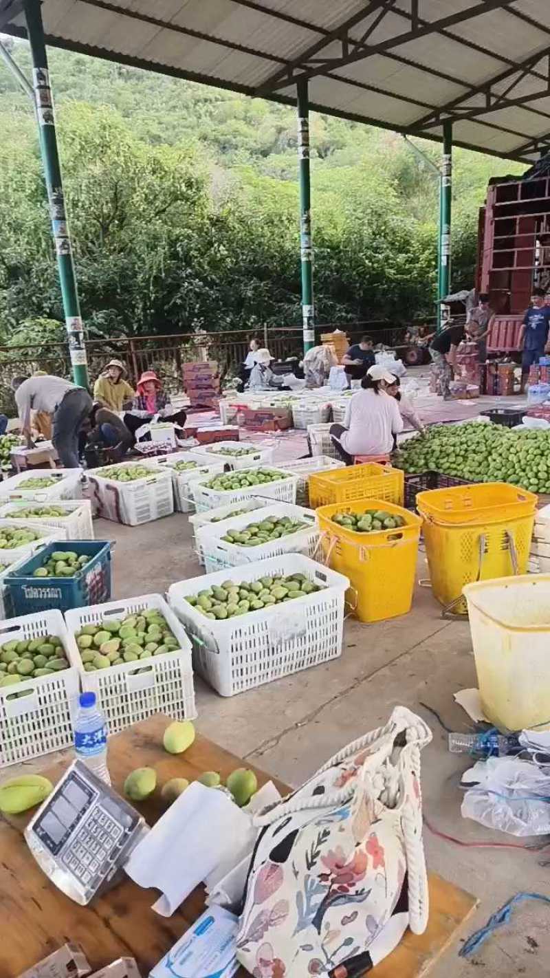 广西百色小台芒大量上市中批发零售均可基地直发一件代发