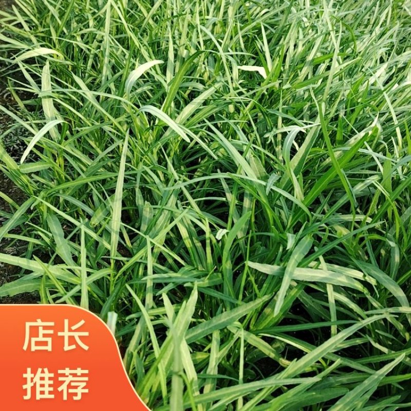2026广东揭阳普宁市精品空心菜现货直发可批发