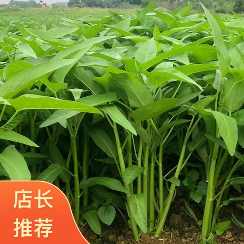 广东揭阳普宁市优质空心菜口感脆嫩产地直供量大从优