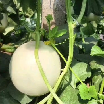 玉菇甜瓜
