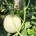 玉菇甜瓜
