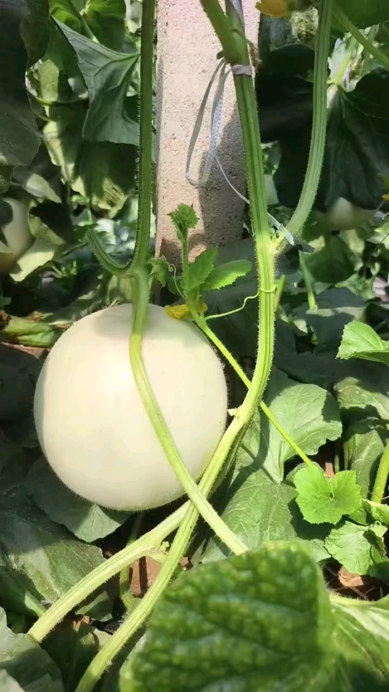 玉菇甜瓜