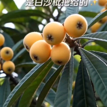 农家精品枇杷精选特大果当季新鲜水果整箱供货