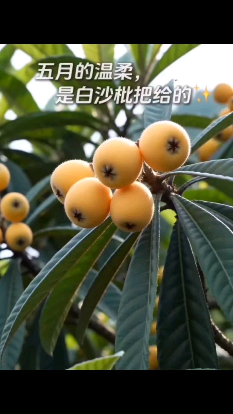 农家精品枇杷精选特大果当季新鲜水果整箱供货