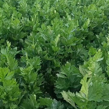 【优选】辽宁芹菜-西芹产地直发-货源充足-价格优惠