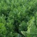 【优选】辽宁芹菜-西芹产地直发-货源充足-价格优惠