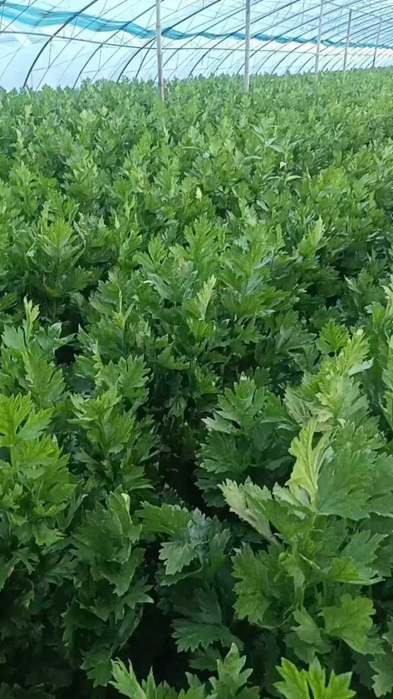 【优选】辽宁芹菜-西芹产地直发-货源充足-价格优惠