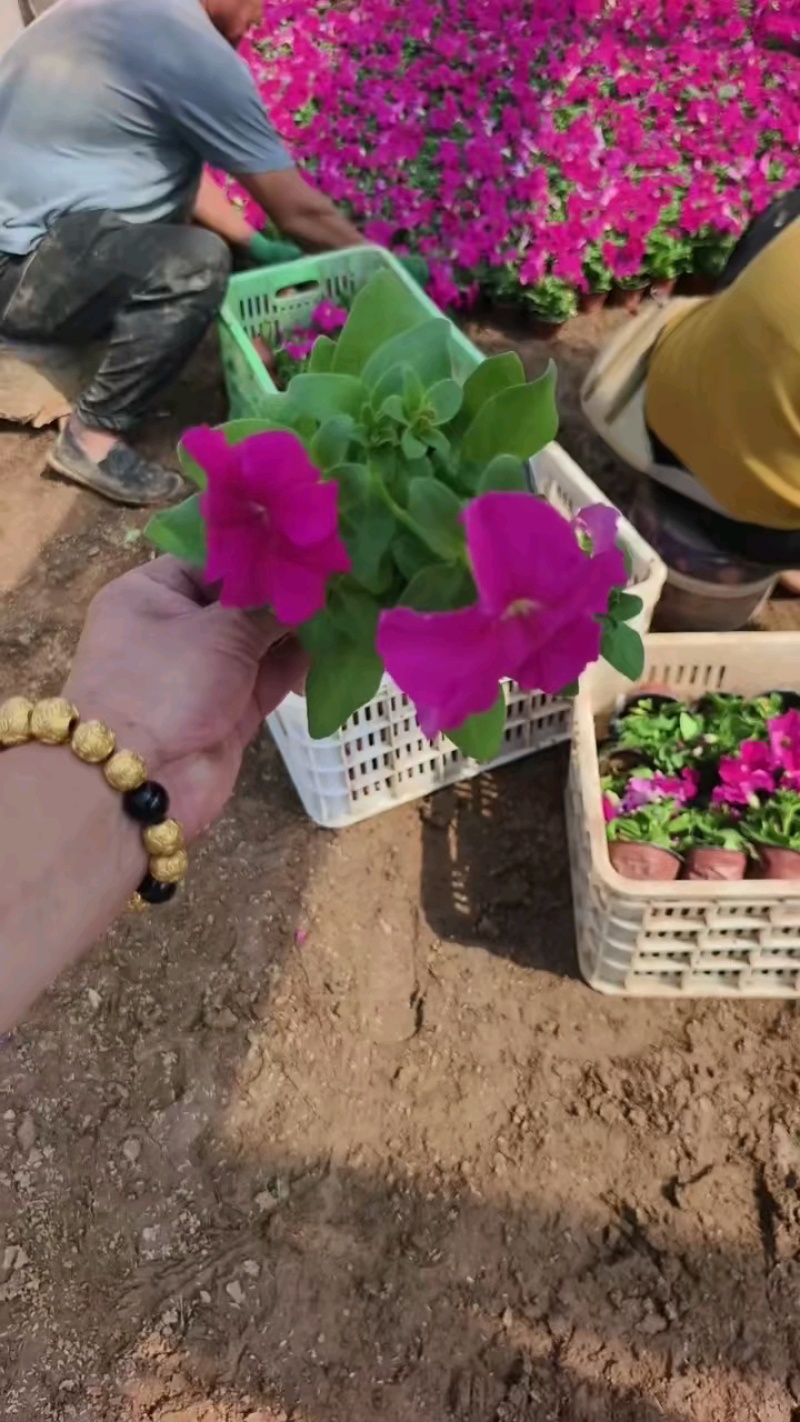100万优质矮牵牛基地直发，清棚处理，质优价廉。