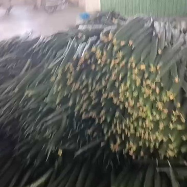 【密刺黄瓜】山东临沂沂南大棚一手货源统货一级精品都有
