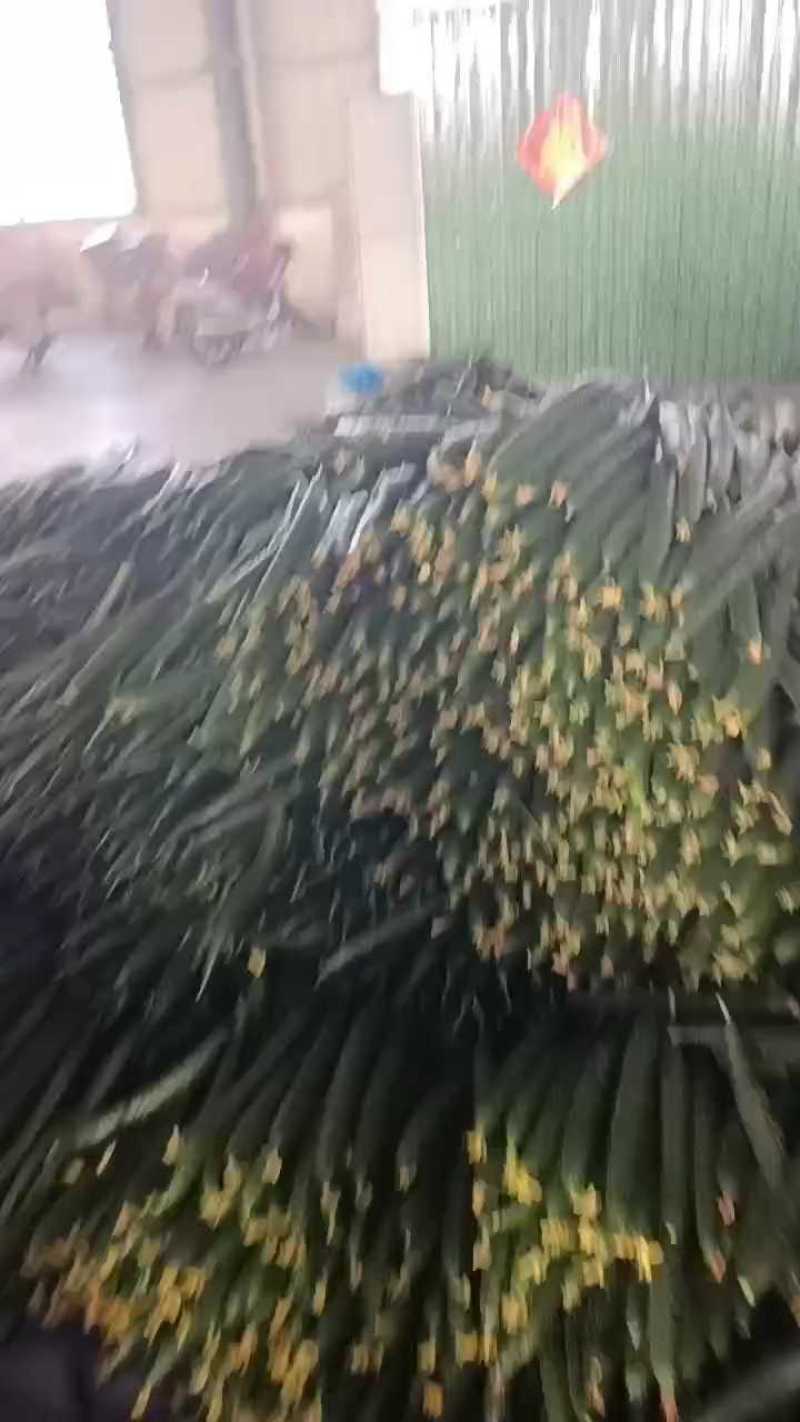 【密刺黄瓜】山东临沂沂南大棚一手货源统货一级精品都有