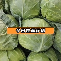 甘蓝圆包菜产地直发一手货源，万亩蔬菜基地