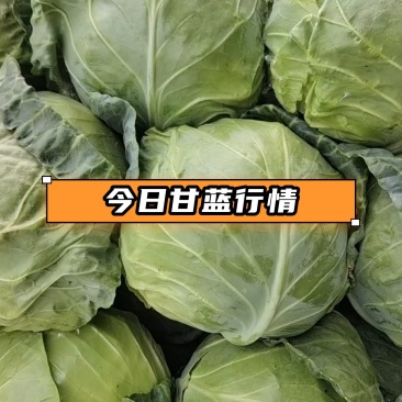 甘蓝圆包菜产地直发一手货源，万亩蔬菜基地