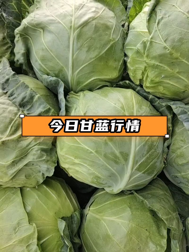 甘蓝圆包菜产地直发一手货源，万亩蔬菜基地