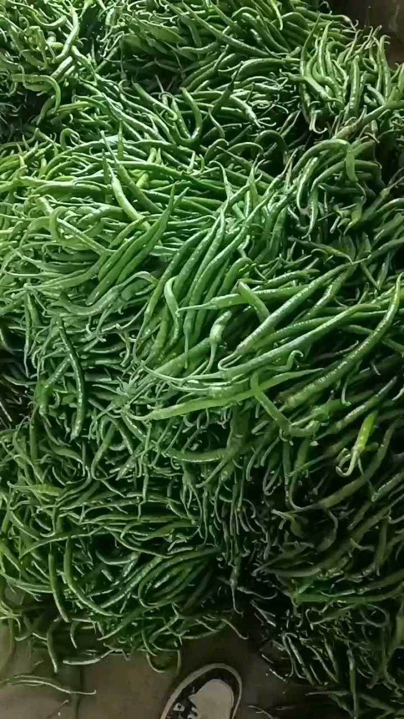 青线椒，皱皮辣椒