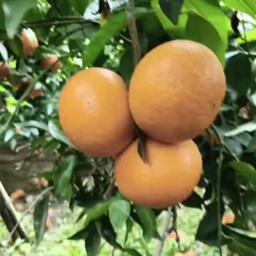 沃柑