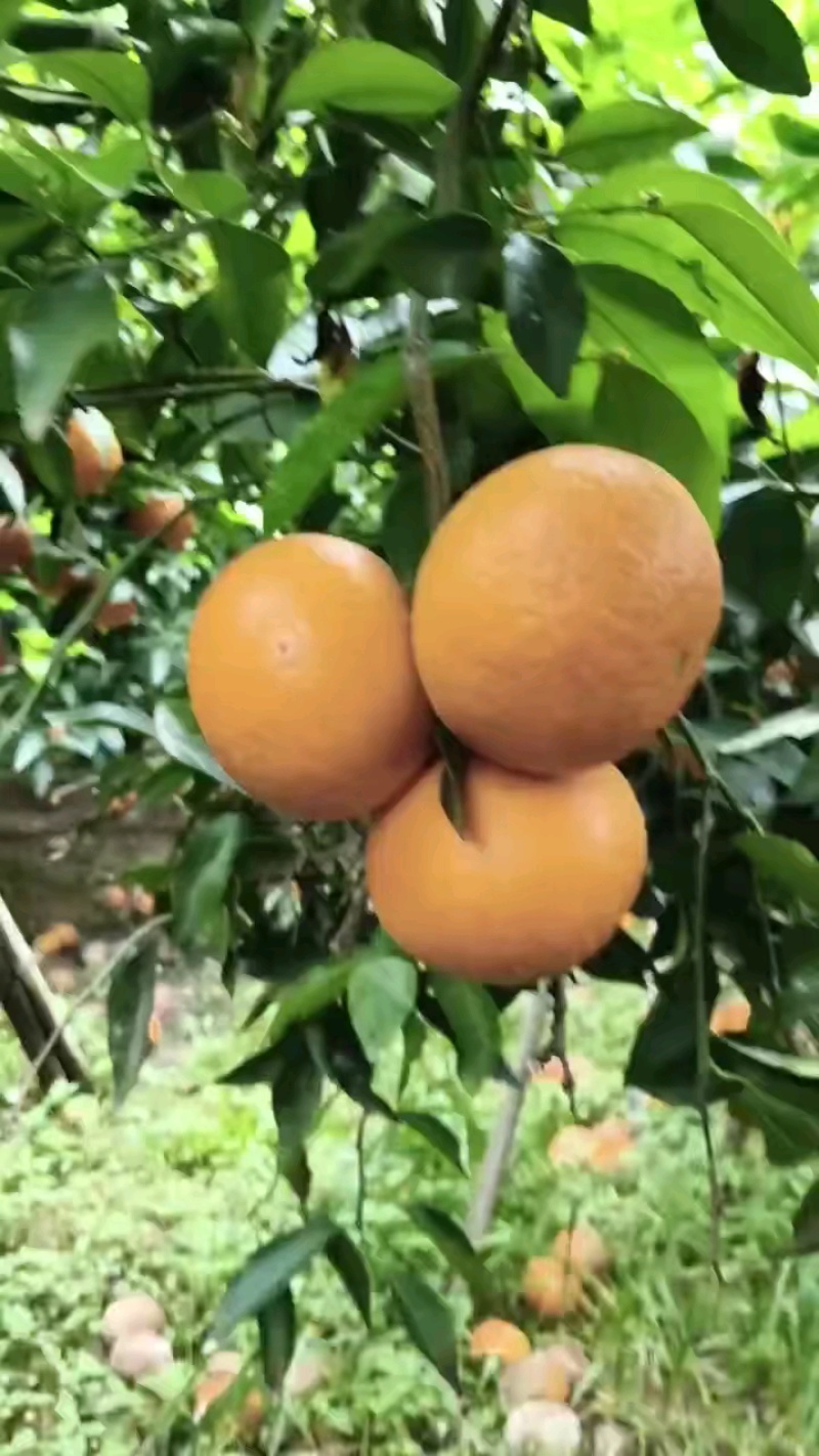 沃柑