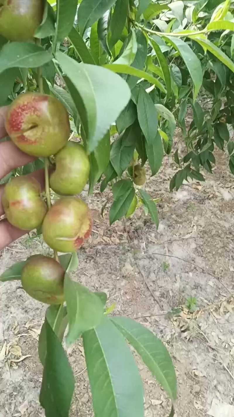明月小蟠桃拇指大小，马上可采摘上市需要可联系