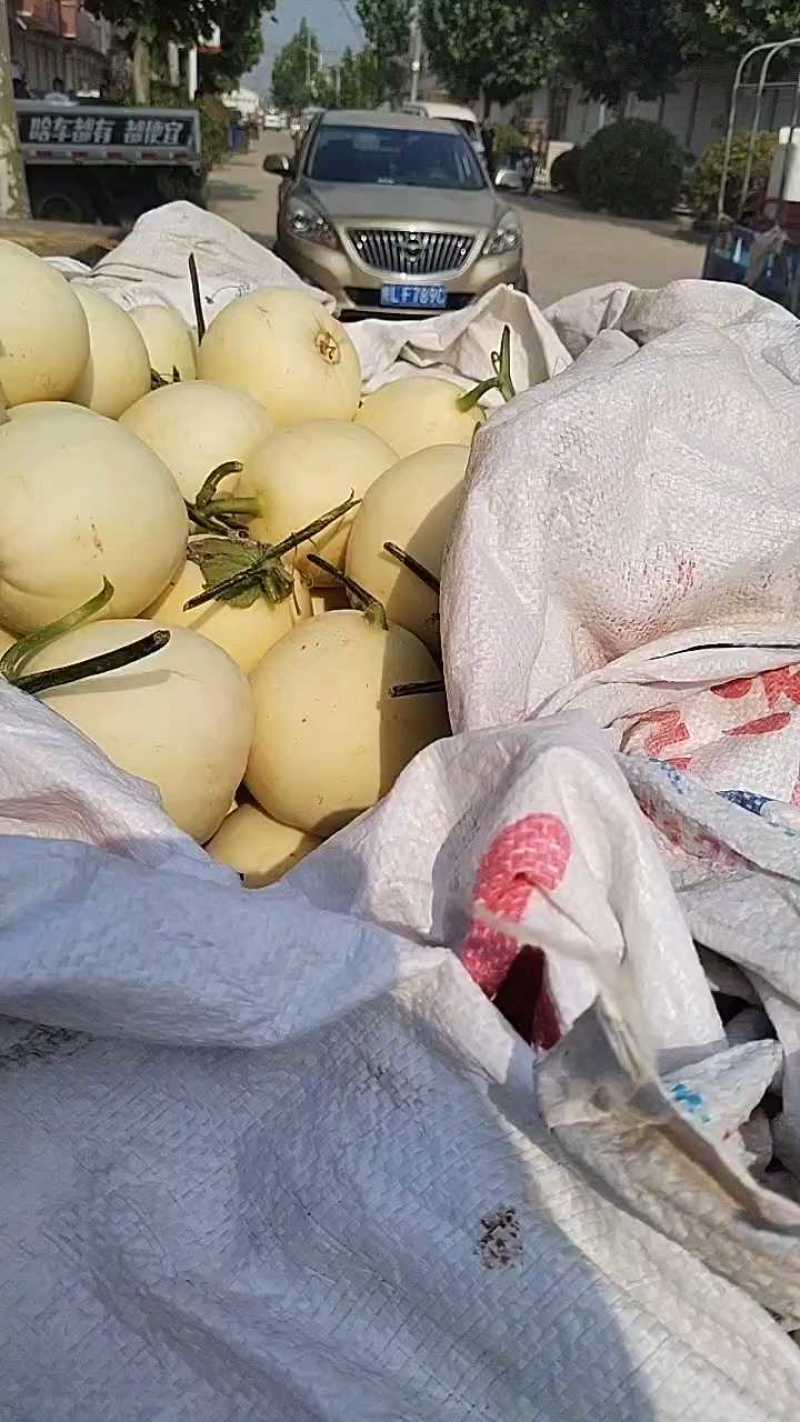 白沙蜜甜瓜。大量上市，货源充足，质量保证。